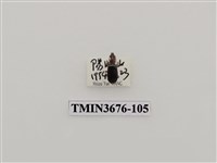 藏品(步行蟲(2))的圖片